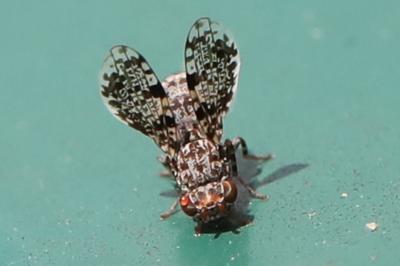 <i>Callopistromyia annulipes</i>