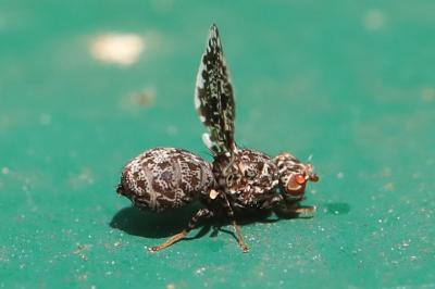 <i>Callopistromyia annulipes</i>
