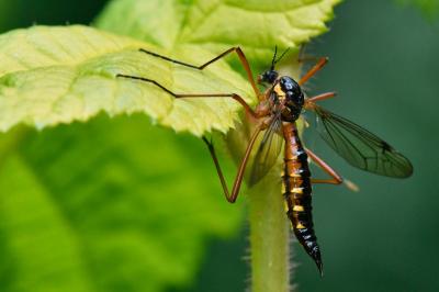 <i>Ctenophora pectinicornis</i>