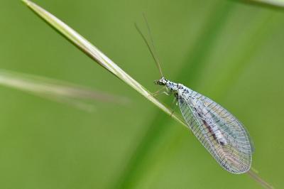<i>Chrysopa perla</i>