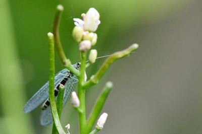<i>Chrysopa perla</i>