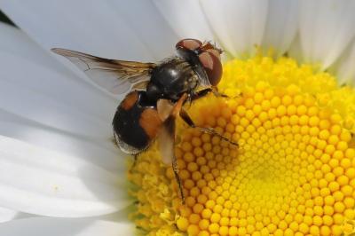 <i>Ectophasia crassipennis</i>
