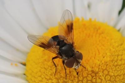 Ectophasia crassipennis