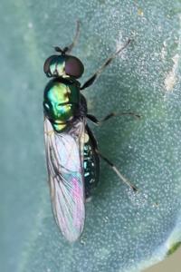 <i>Chloromyia formosa</i>