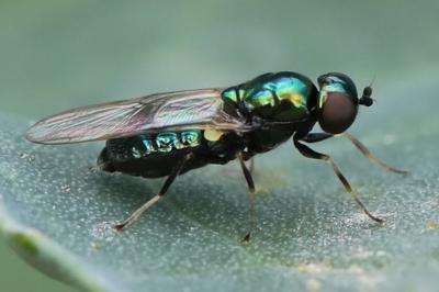 <i>Chloromyia formosa</i>