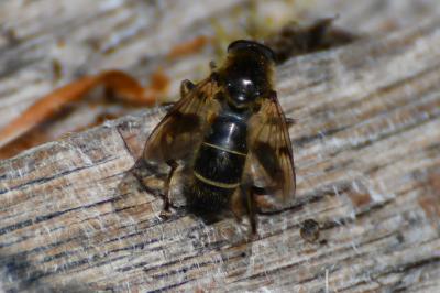 <i>Brachypalpus laphriformis</i>