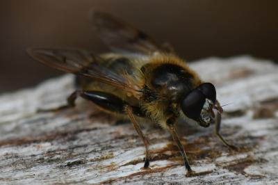 <i>Brachypalpus laphriformis</i>