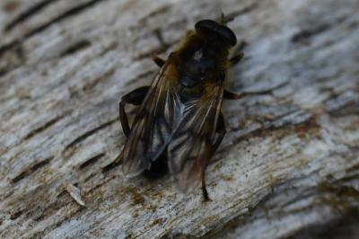<i>Brachypalpus laphriformis</i>
