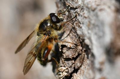 <i>Brachypalpus laphriformis</i>