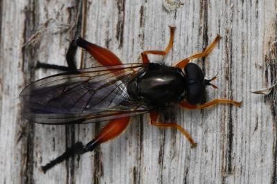 <i>Chalcosyrphus femoratus</i>