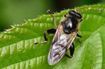 <i>Brachypalpus laphriformis</i>