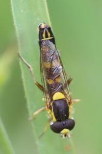 Sphaerophoria scripta