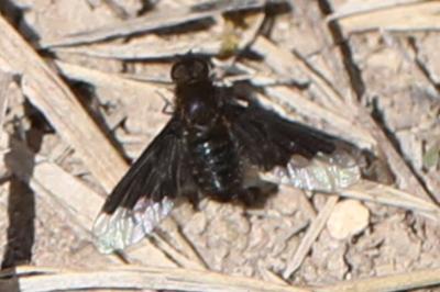 <i>Hemipenthes morio</i>