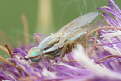 <i>Terellia serratulae</i>