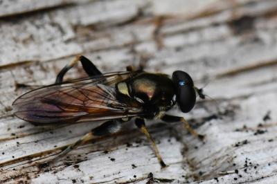 <i>Xylota segnis</i>