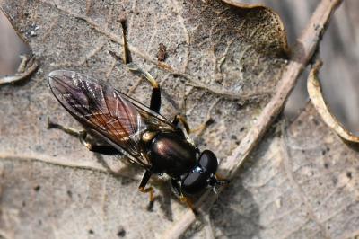 <i>Xylota segnis</i>