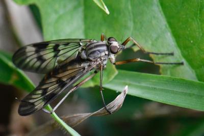 <i>Rhagio scolopaceus</i>