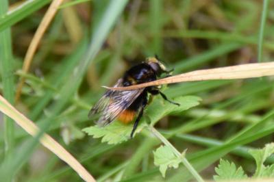 <i>Volucella bombylans</i>