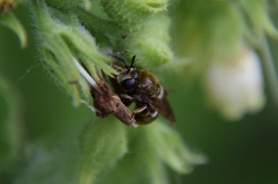 <i>Microdon</i>