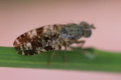 <i>Tephritis vespertina</i>