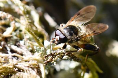 <i>Brachypalpus laphriformis</i>