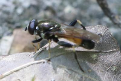 <i>Xylota segnis</i>