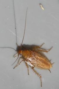 <i>Ectobius pallidus</i>