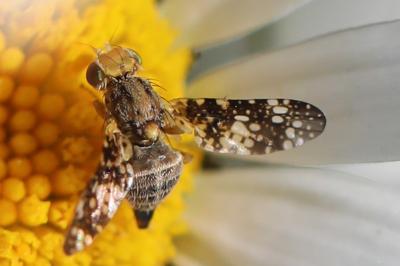 Oxyna flavipennis