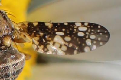 <i>Oxyna flavipennis</i>