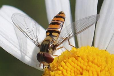<i>Episyrphus balteatus</i>
