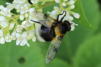 <i>Volucella bombylans</i>