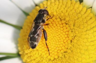 <i>Syritta pipiens</i>