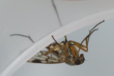 <i>Rhagio scolopaceus</i>