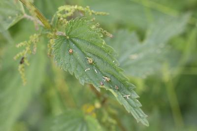 <i>Dasineura urticae</i>
