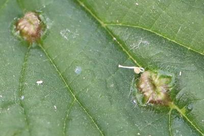<i>Dasineura urticae</i>