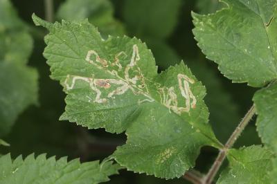 <i>Phytomyza spondylii</i>