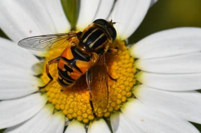 <i>Helophilus pendulus</i>