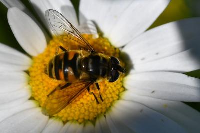 <i>Myathropa florea</i>
