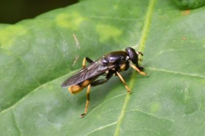 <i>Xylota sylvarum</i>