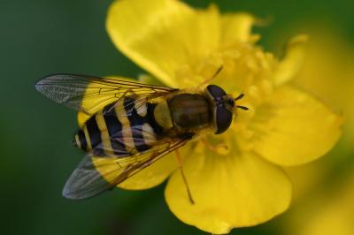 <i>Syrphus ribesii</i>