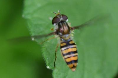 <i>Episyrphus balteatus</i>