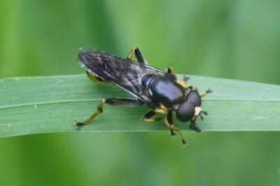 <i>Xylota sylvarum</i>