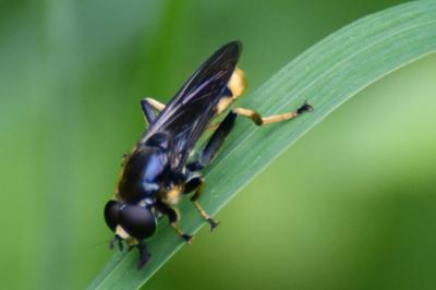 <i>Xylota sylvarum</i>