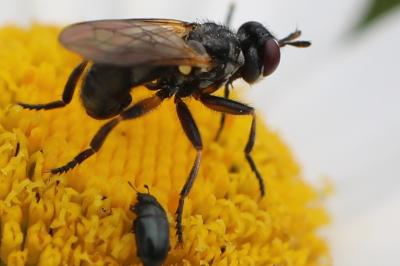 <i>Thecophora</i>