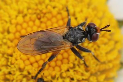 <i>Thecophora</i>