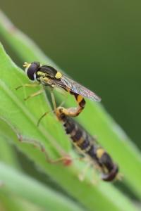 <i>Sphaerophoria scripta</i>