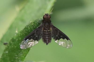 <i>Hemipenthes morio</i>