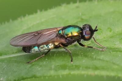 <i>Chloromyia formosa</i>
