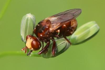 <i>Sicus ferrugineus</i>