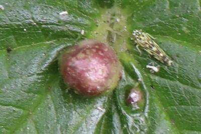 <i>Dasineura urticae</i>